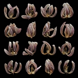 gedroogde tulpen 2-2012